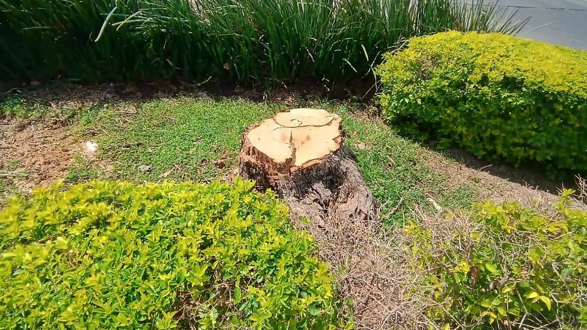 Retiran jacaranda en bulevar Díaz Ordaz en Irapuato